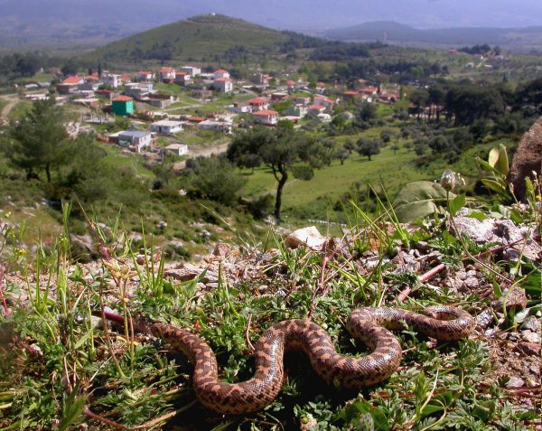 Talesemi hastası Rojinden ağlatan şarkı Talesemi hastası Rojinden ağlatan şarkı